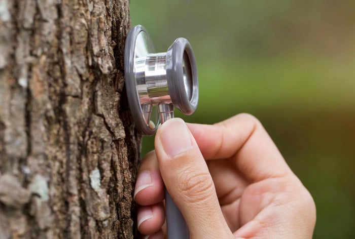 Stethoscope with a tree symbolising sustainable healthcare and decarbonising surgical patient pathways.